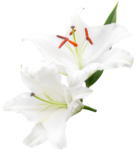 Fleur de deuil Concarneau