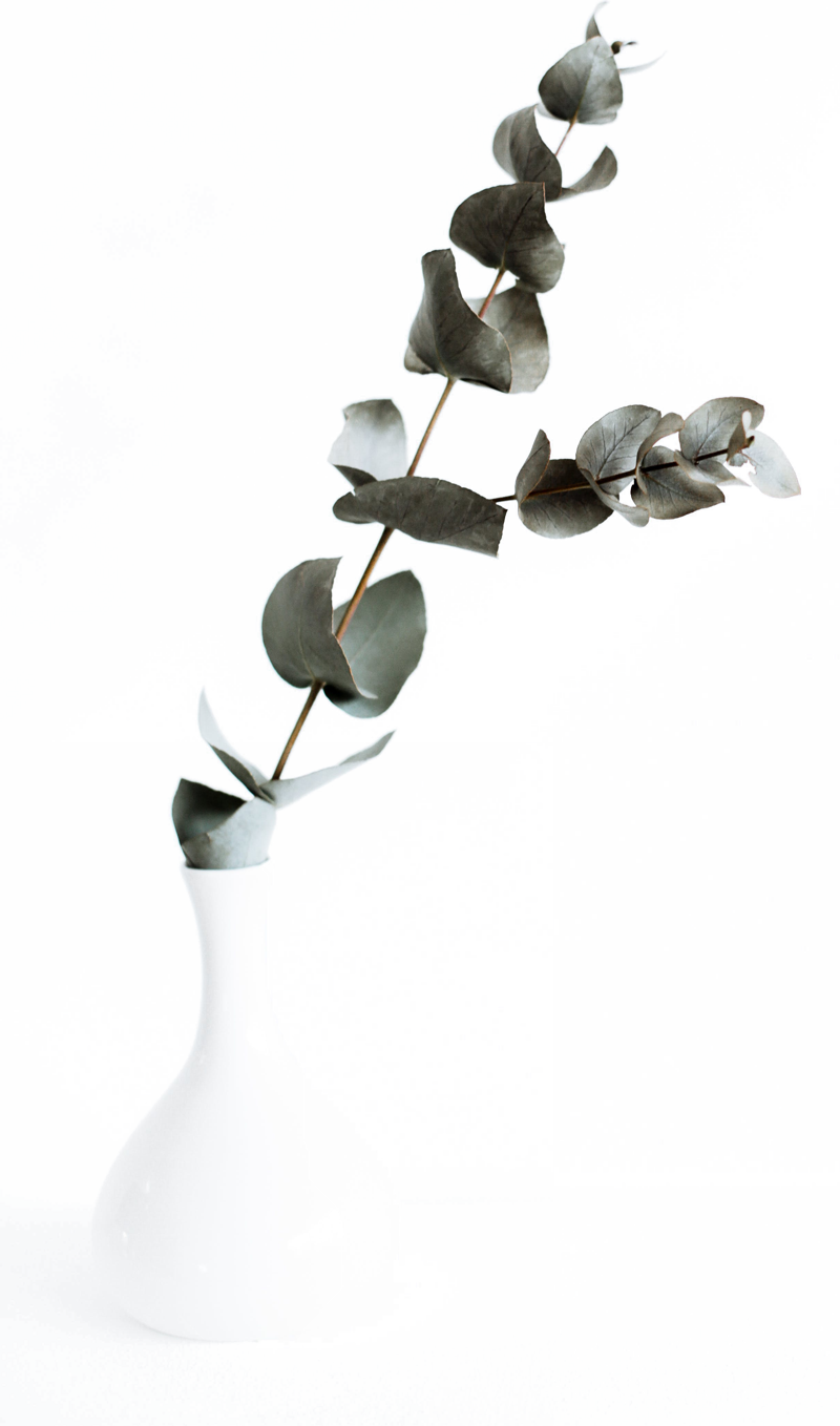 eucalyptus dans un vase blanc